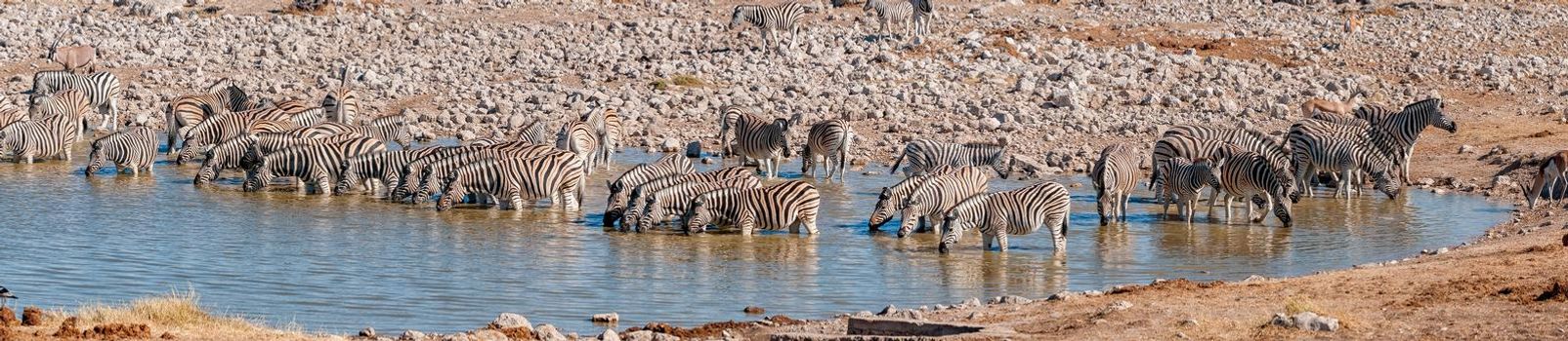 Panorama of a Burchells zebra herd drinking in a waterhole in northern Namibia