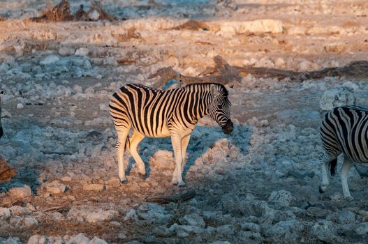 Burchells zebra, Equus quagga burchellii, walking at sunrise in northern Namibia