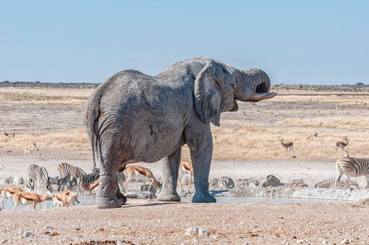 An african elephant drinking water at the Nebrownii waterhole in northern Namibia. Burchells zebras and springbok are visible