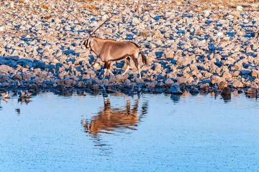 Oryx, Oryx gazella, walking next to a waterhole in northern Namibia