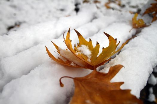 oak leaf in the snow, macro close up