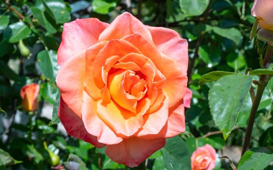 orange roses in the garden with raindrops close up