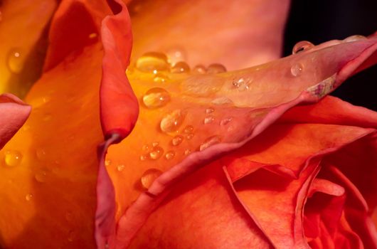 orange roses in the garden with raindrops close up