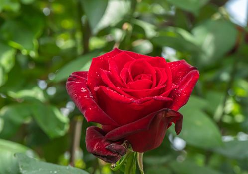 red rose in garden raindrops, close up macro