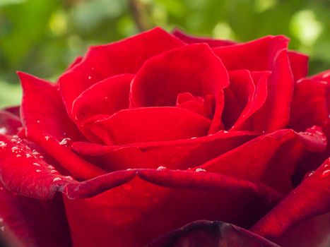 red rose in garden raindrops, close up macro