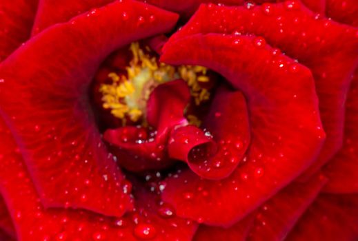 red rose in garden raindrops, close up macro