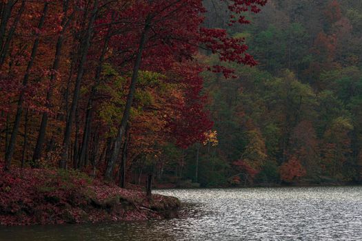 A colorful forest together with the lake that surrounds it, in the beautiful autumn