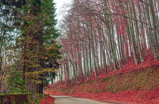 A country road near the forest