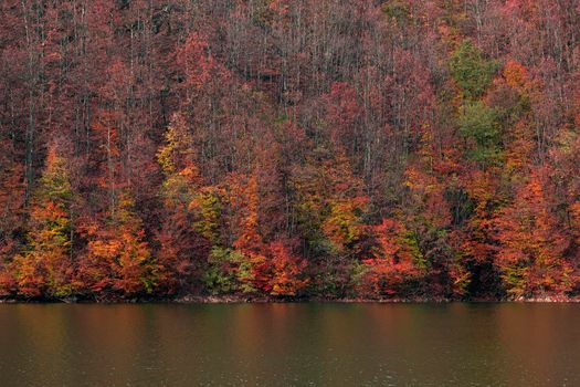 A forest with strong autumn colors near a lake