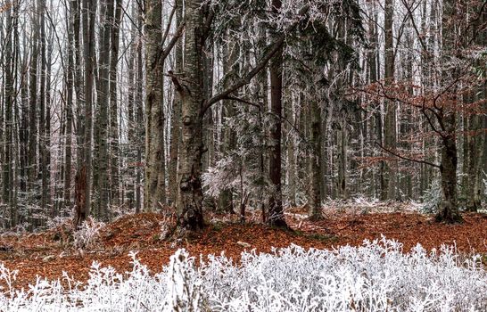 A frozen forest during the day, photographic art, wallpapers, paintings, textures,design