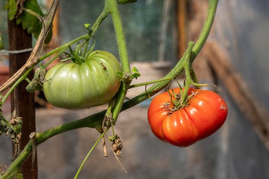 A green tomato and a red tomato