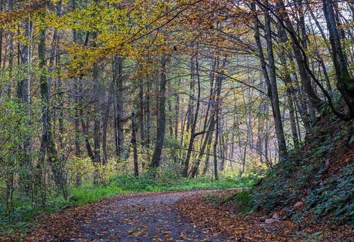 A pasture inside a colorful forest