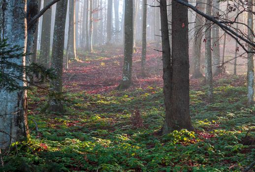 A pasture leads to the colorful forest