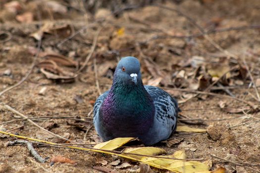 A pigeon sitting on the cold autumn ground