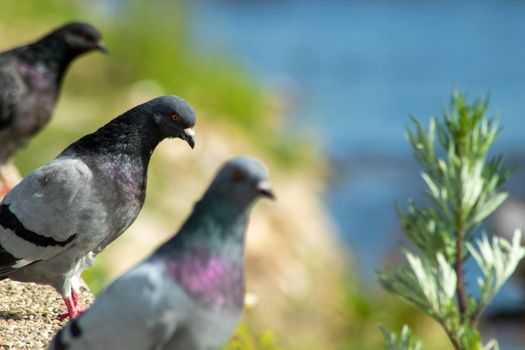 A pigeon standing between other friends