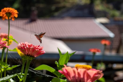 A pollinator taking flight from the autumn flowers