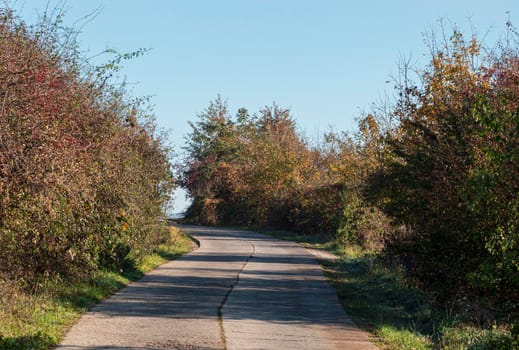 A road above the city, surrounded by bushes