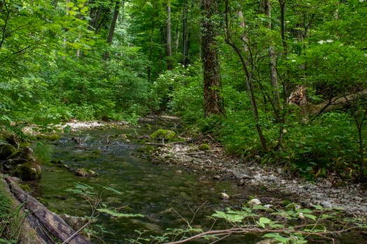 A river flowing in the forest among the trees