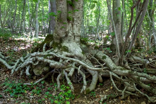 A white tree with deep and strong roots