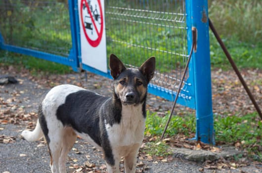 An innocent stray dog ​​with black and white spots that protects an entrance