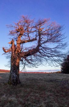 An old tree, with a blue sky, with a view of the mountains in a vertical position