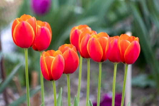 Beautiful spring orange tulip flowers background
