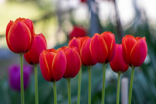 Beautiful spring red flowers background