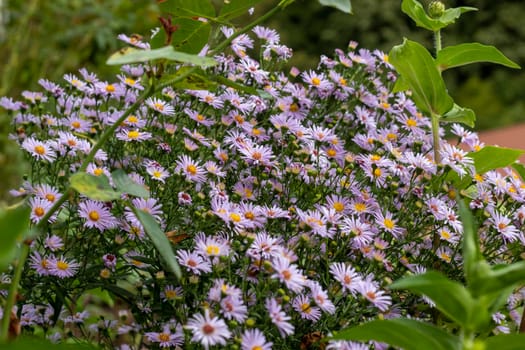 Chamomile flowers on the garden fence