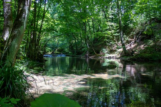 Clear water in the river, in an old forest, with big and beautiful trees