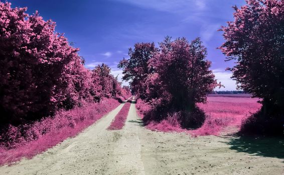 Beautiful purple infrared landscape with a magical look in high resolution