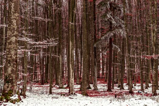 Colorful forest on the mountain, with snow falling on the leaves of the trees and on the frozen ground