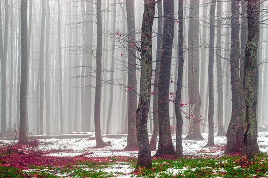 Dense fog in a colorful forest above the mountain