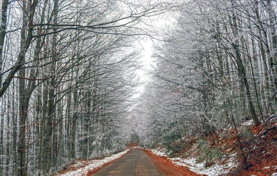 Icy road surrounded by white trees on the mountain