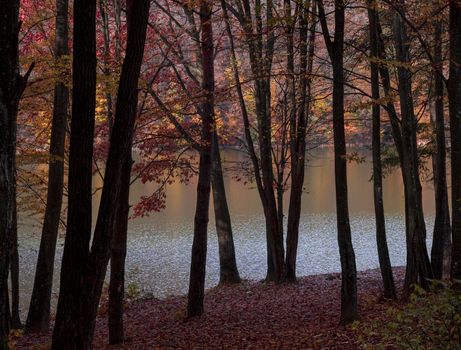 Large and strong autumn colors trees near a frozen lake in Romania