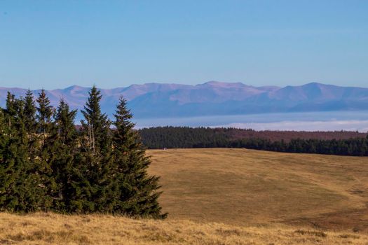 Mountains seen among the firs and forest