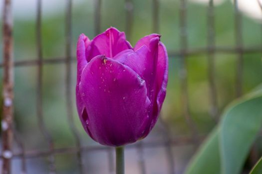 One single violet tulip flower background