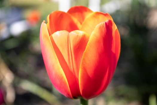 One zoom orange red flower background