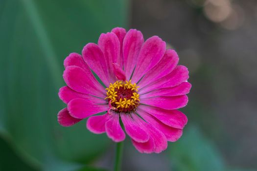Pink closeup chrysanthemum flower background