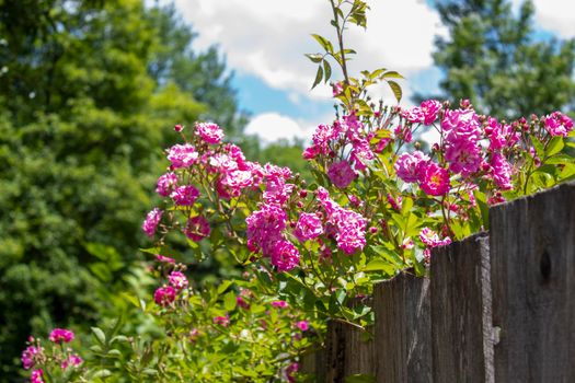 Pink roses sitting on the fence of a house