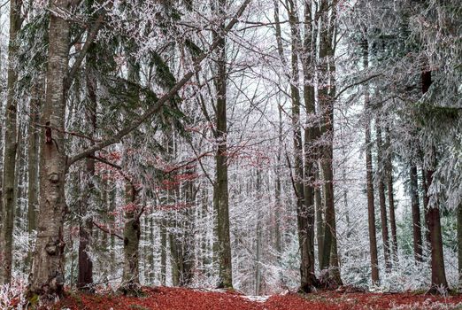 The beginning of the snow on the colorful and frozen forest in the middle of the mountain