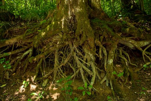 The strong roots of an old tree