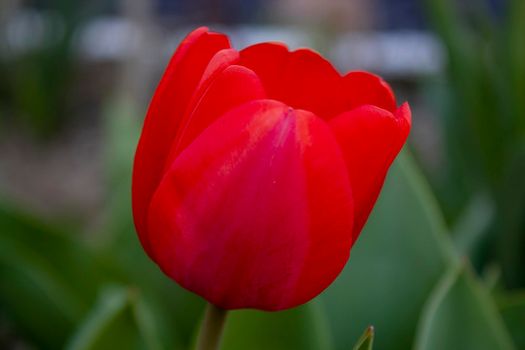 Zoom single red flower background