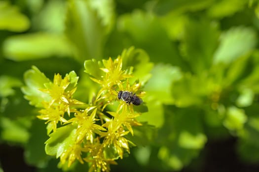 Close-up of a bee on a yellow blossom