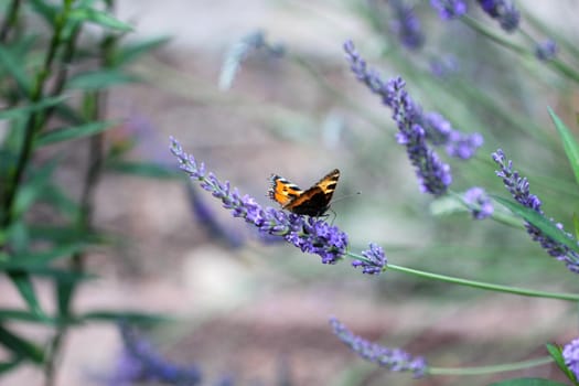 Small tortoiseshell (aglais urticae) butterfly taking nectar from lavender blossom