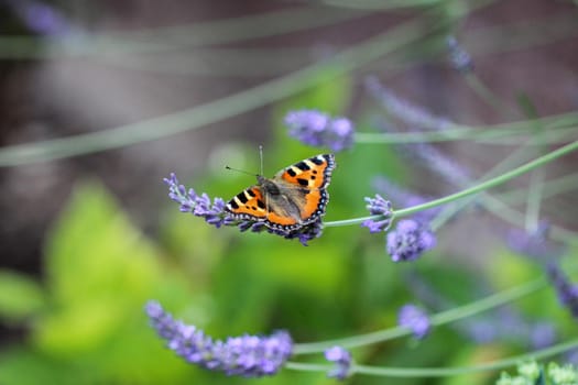 Small tortoiseshell (aglais urticae) butterfly taking nectar from lavender blossom