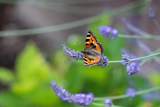 Small tortoiseshell (aglais urticae) butterfly taking nectar from lavender blossom