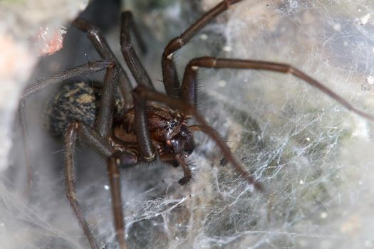 Close-up of a big house spider (tegenaria domestica) waiting in the spider web for insects