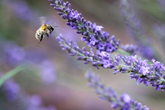 Close-up of flying bee near lavender blossom 