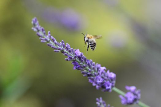 Close-up of flying bee near lavender blossom 