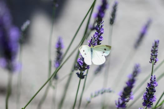 Cabbage white butterfly (Pieris rapae) on a lavender flowered